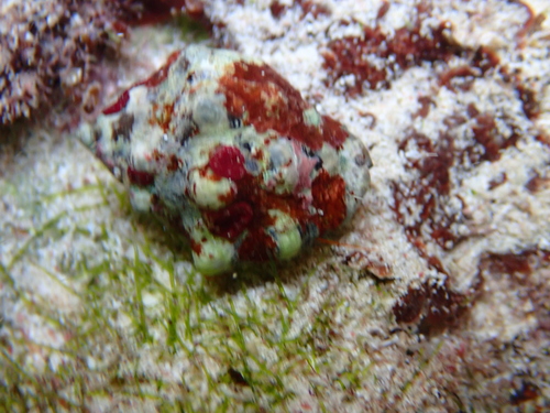 Vasula deltoidea observed 2026-09-01