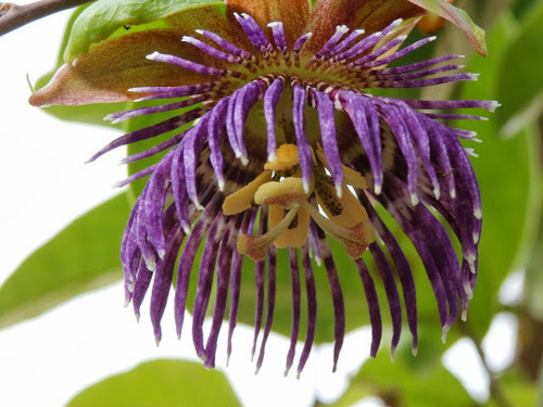 Passiflora laurifolia L.