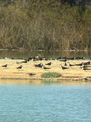iNaturalist observation photo of Black Skimmer