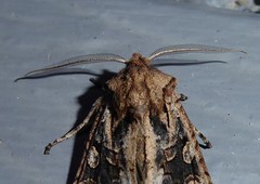 Ichneutica skelloni