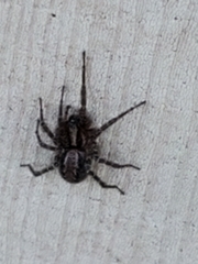 Araneae