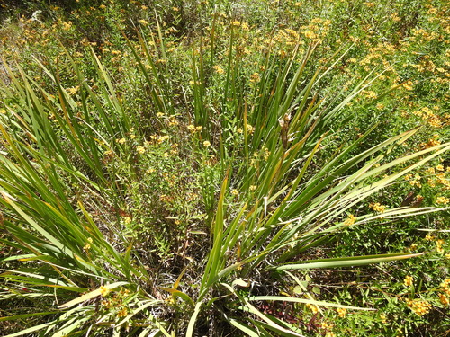 Iris missouriensis