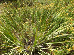 Iris missouriensis