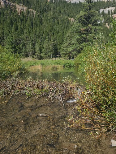 American Beaver