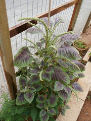 Amaranthus tricolor
