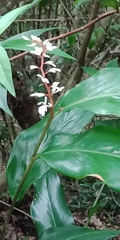 Alpinia intermedia
