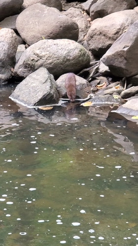 American Mink observed by serpercival