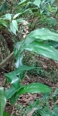 Alpinia intermedia