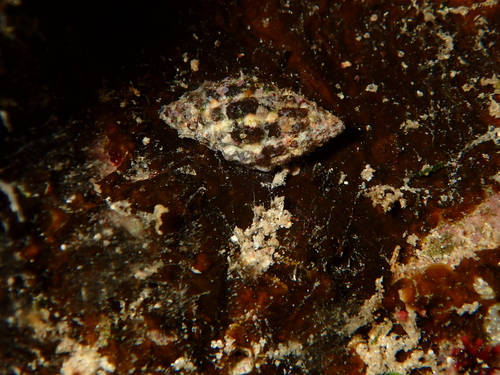 Morula ferruginosa, 2026-09-01