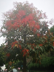 Brachychiton acerifolius