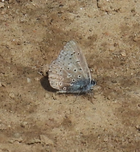 Common Blue