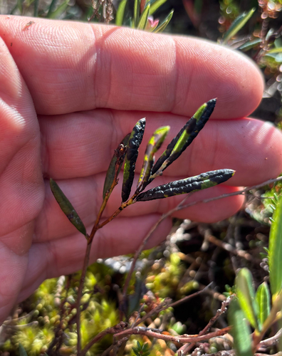 Rhytisma andromedae observed 2026-09-01