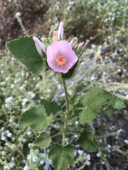 Malacothamnus lucianus