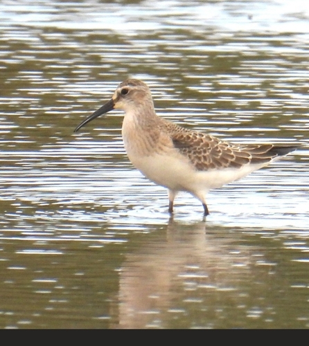 Curlew Sandpiper