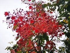 Brachychiton acerifolius