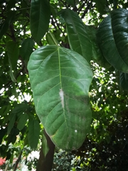 Brachychiton acerifolius