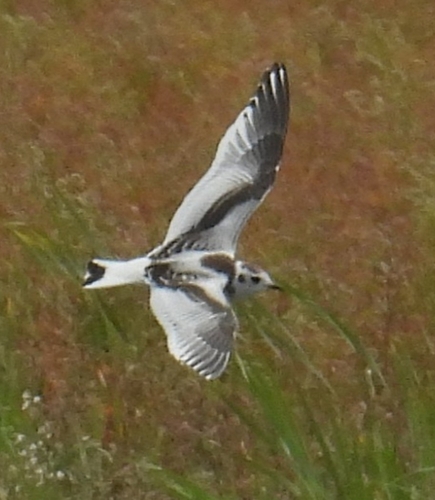 Little Gull