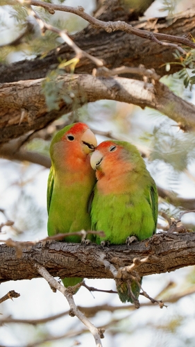 Rosy-faced Lovebird, photo 4 of 10