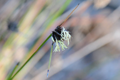 Mesomelaena pseudostygia