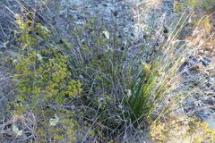 Mesomelaena pseudostygia