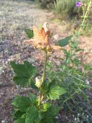 Malacothamnus involucratus
