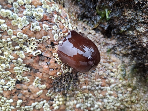 Atlantic Beadlet Anemone