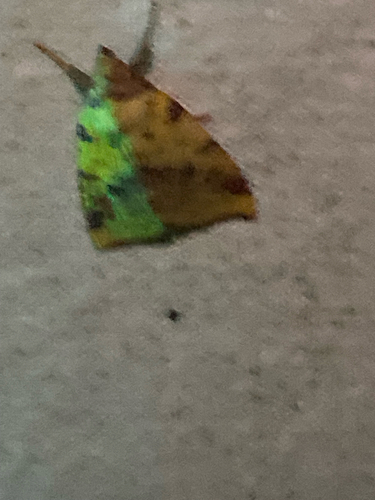 Pink-barred Sallow