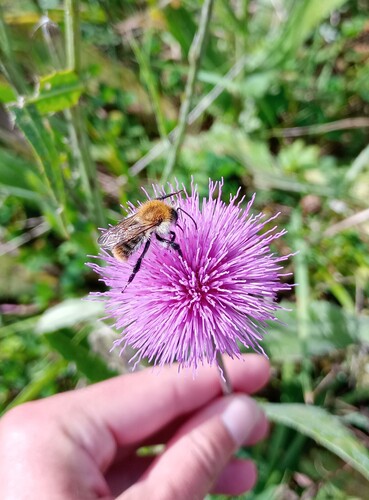 Common Carder Bumble Bee