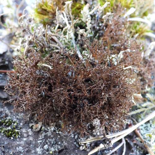 Cetraria muricata observed 2026-09-01