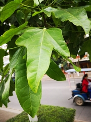 Brachychiton acerifolius