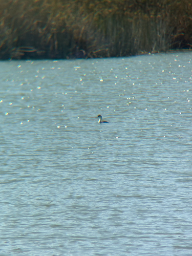 iNaturalist observation photo of Western Grebe