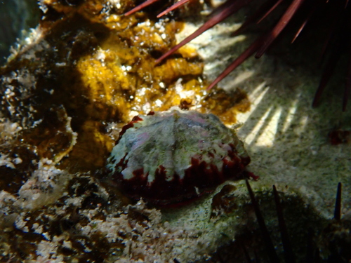 Emarginula observed 2026-09-01