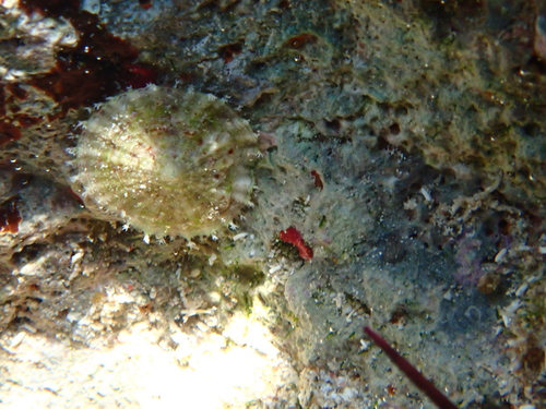 Eoacmaea pustulata observed 2026-09-01