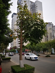 Brachychiton acerifolius