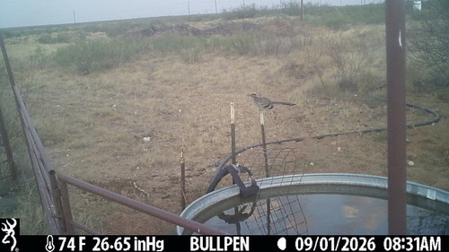 Greater Roadrunner observed by c_h_hemphill