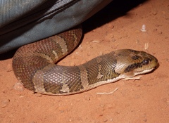 Homalopsis mereljcoxi