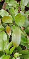 Smilax bracteata