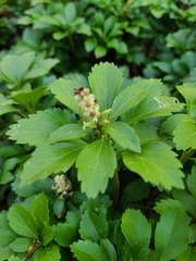 Pachysandra