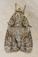 Acronicta ovata