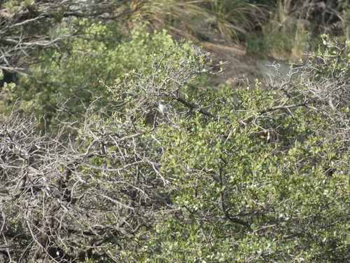 Gray Vireo