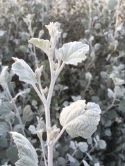 Malacothamnus abbottii