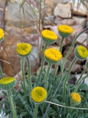 Erigeron aphanactis