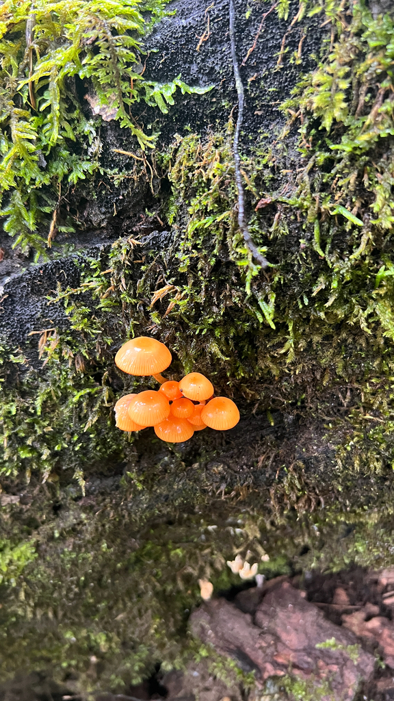 orange mycena · September 2026 · photo: Photo: no rights reserved · iNaturalist