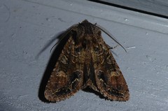 Ichneutica skelloni