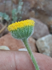 Erigeron aphanactis