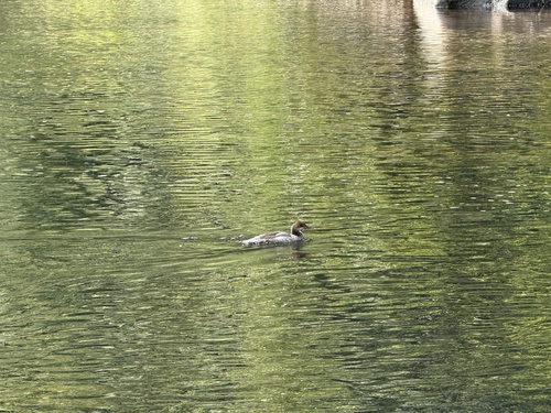Common Merganser observed by swamp_lantern