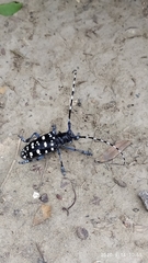 Anoplophora macularia