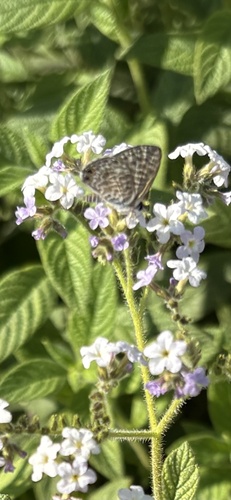 Lang's Short-tailed Blue