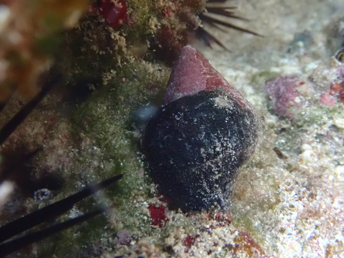Leucozonia leucozonalis, 2026-09-01