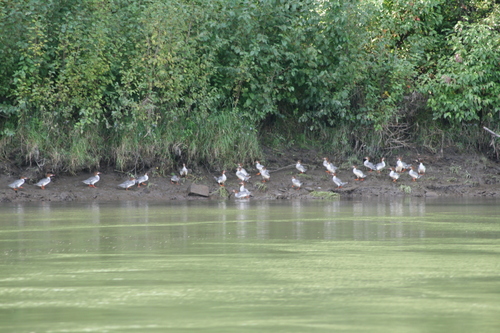 Common Merganser observed by zoemo